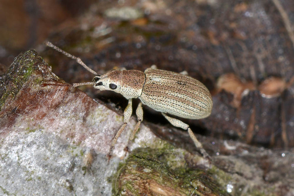 Pseudomyllocerus invreae - (Curculionidae)